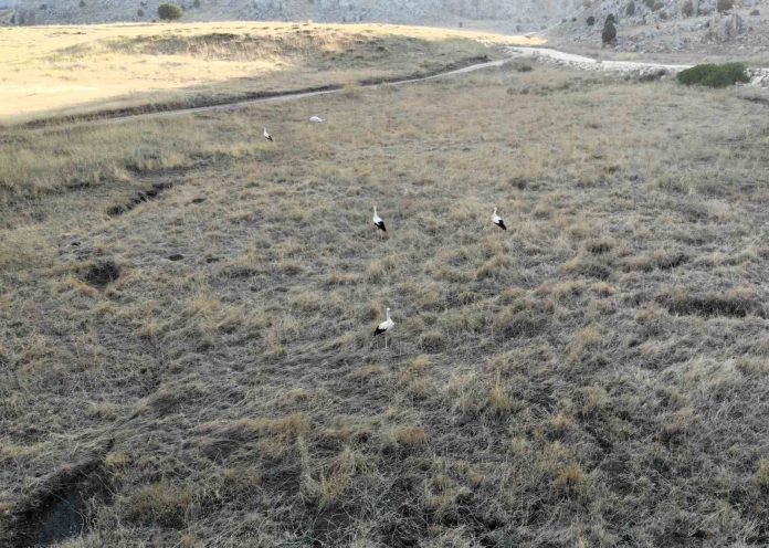 KAHRAMANMARAŞ'TA SÖĞÜT YAYLASI'NIN SON LEYLEK KAFİLESİ GÖÇ YOLCULUĞUNA BAŞLADI