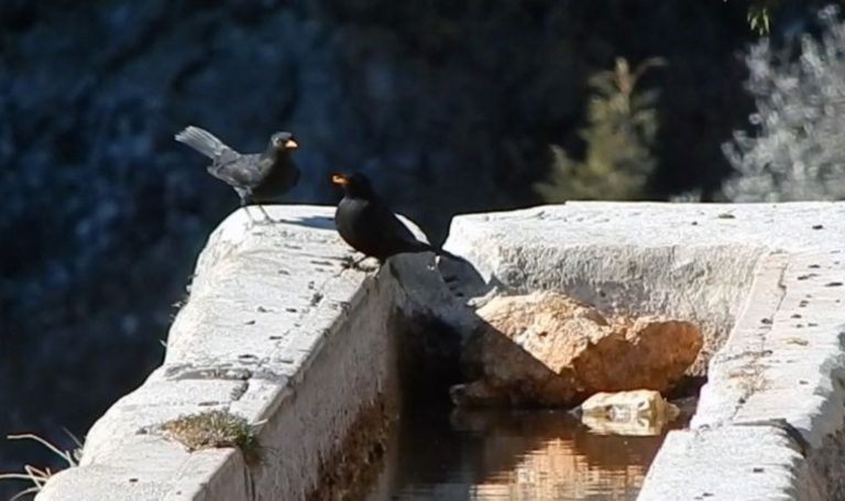 Toroslar&rsquo;ın kuşları için varille su taşıyor